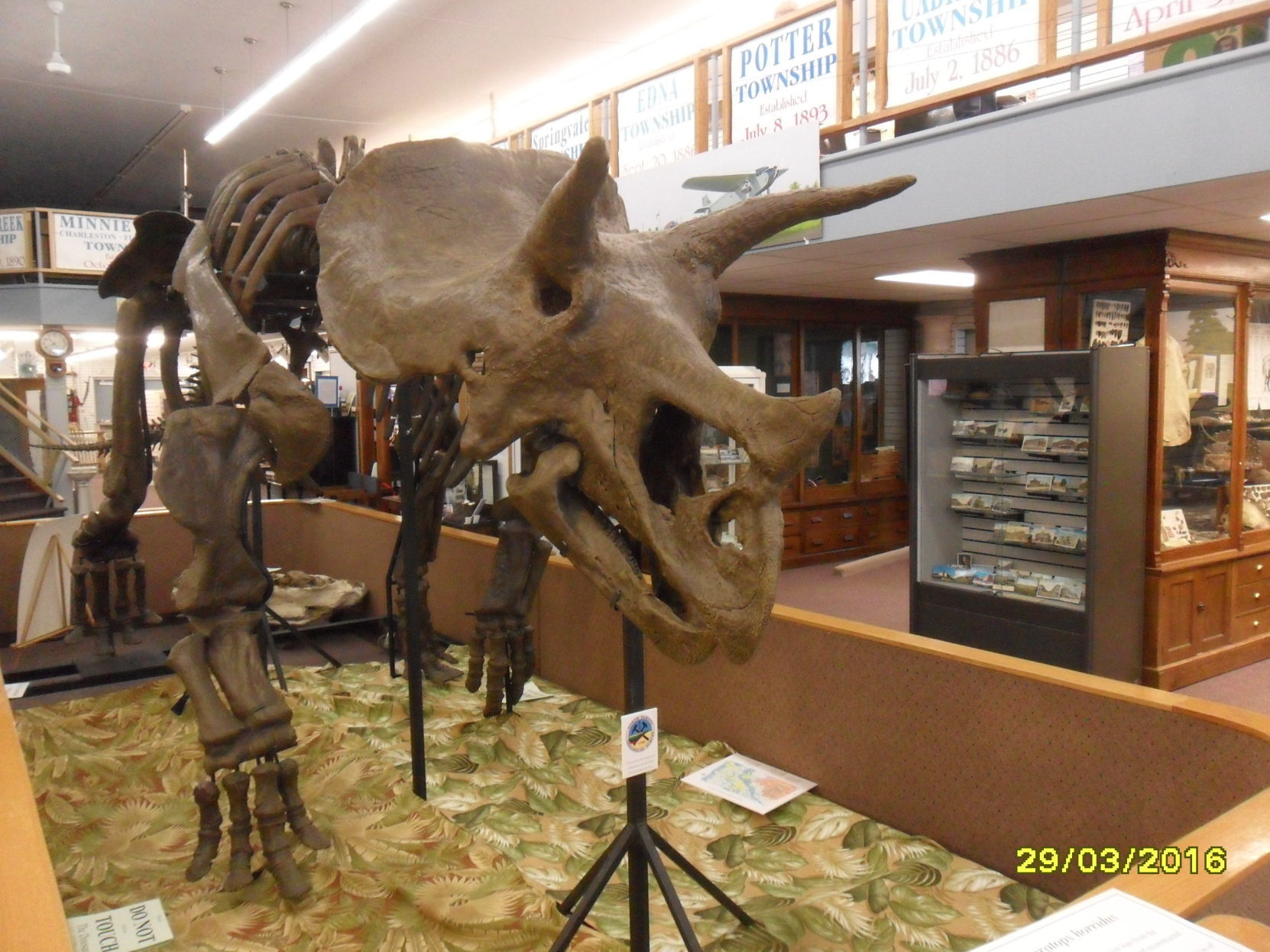 Gundy the Lady triceratops